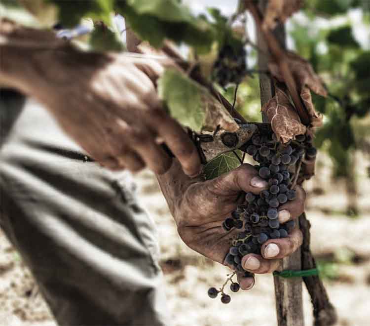 Azienda Agricola Dei;