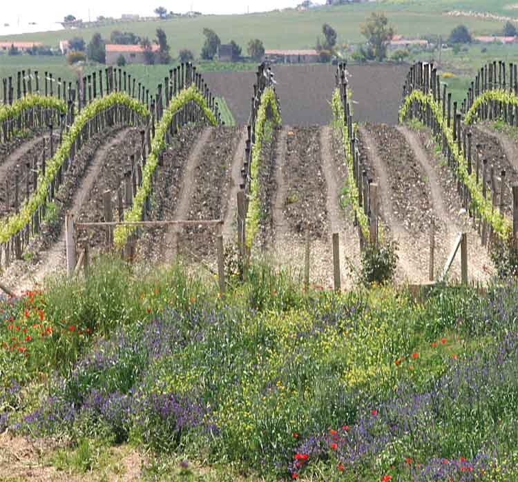 Masseria del Feudo