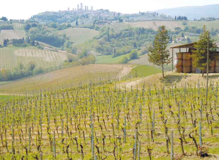 Fattoria Poggio Alloro;